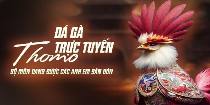 Đá Gà Thomo - Cá Cược Kịch Tính Nhận Thưởng Cực Khủng